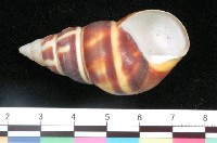 藏品(黑雲彩虹蝸牛)的圖片